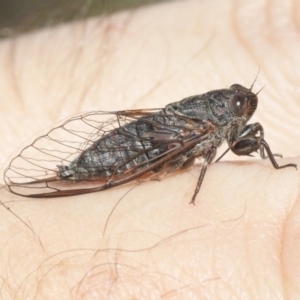 Myopsalta parvula at Acton, ACT - 29 Oct 2018