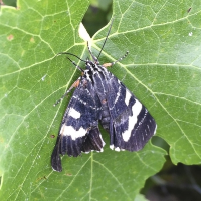 Phalaenoides glycinae (Grapevine Moth) at Illilanga & Baroona - 28 Dec 2017 by Illilanga
