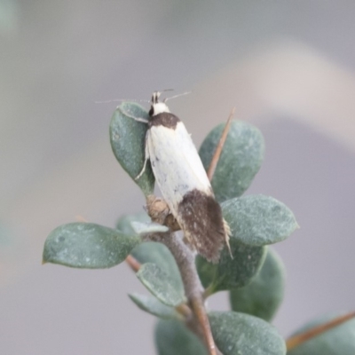 Merocroca automima (Chezala group) at Michelago, NSW - 8 Nov 2018 by Illilanga