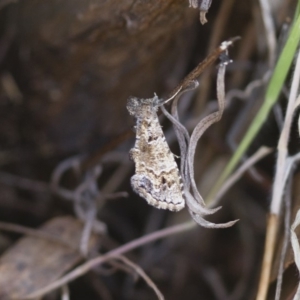 Arrade destituta at Michelago, NSW - 13 Nov 2017