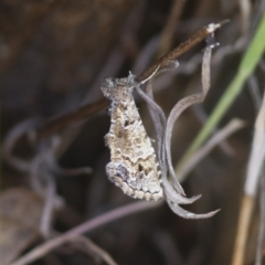 Arrade destituta at Michelago, NSW - 13 Nov 2017