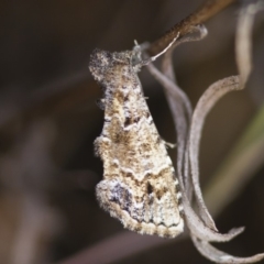 Arrade destituta at Michelago, NSW - 13 Nov 2017