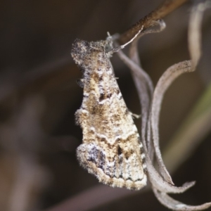 Arrade destituta at Michelago, NSW - 13 Nov 2017