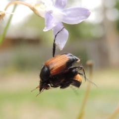 Phyllotocus navicularis (Nectar scarab) at Conder, ACT - 15 Dec 2018 by MichaelBedingfield
