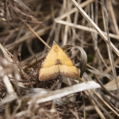 Anachloris subochraria (Golden Grass Carpet (Ennominae)) at Michelago, NSW - 20 Oct 2013 by Illilanga