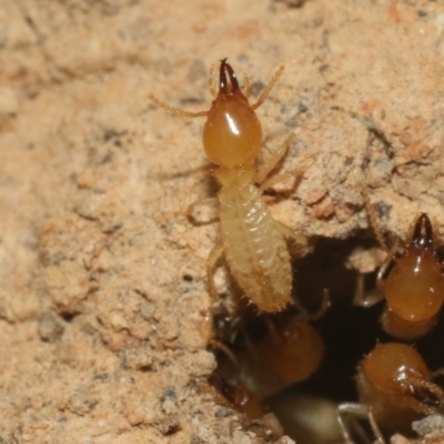 Coptotermes sp. (genus) (Termite) at Black Mountain - 29 Oct 2018 by silversea_starsong