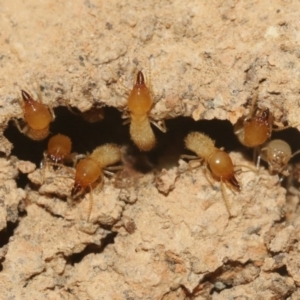 Coptotermes sp. (genus) at Hackett, ACT - 30 Oct 2018
