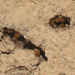 Coptotermes sp. (genus) at Hackett, ACT - 30 Oct 2018