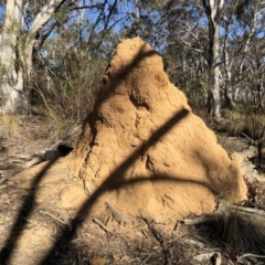 Coptotermes sp. (genus) at Hackett, ACT - 30 Oct 2018