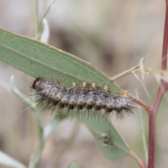 Epicoma (genus) (Unidentified Prominent moth) at Illilanga & Baroona - 15 Feb 2015 by Illilanga