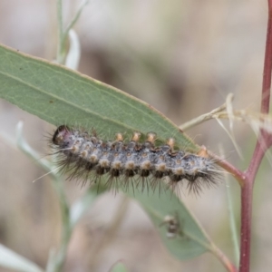 Epicoma (genus) at Michelago, NSW - 15 Feb 2015