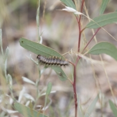 Epicoma (genus) at Michelago, NSW - 15 Feb 2015 03:10 PM