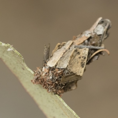 Hyalarcta huebneri (Leafy Case Moth) at Michelago, NSW - 16 Dec 2018 by Illilanga