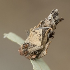 Hyalarcta huebneri at Michelago, NSW - 16 Dec 2018 03:31 PM