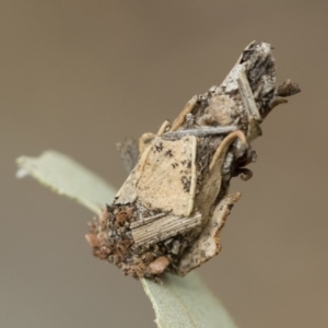 Hyalarcta huebneri at Michelago, NSW - 16 Dec 2018