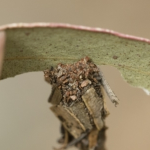 Hyalarcta huebneri at Michelago, NSW - 16 Dec 2018