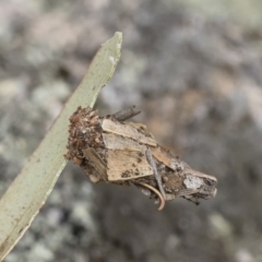 Hyalarcta huebneri at Michelago, NSW - 16 Dec 2018 03:31 PM