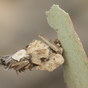 Hyalarcta huebneri at Michelago, NSW - 16 Dec 2018