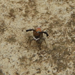 Maratus pavonis (Dunn's peacock spider) at Kambah, ACT - 15 Dec 2018 by MatthewFrawley