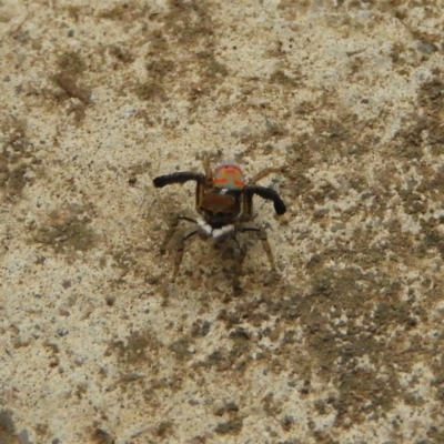 Maratus pavonis (Dunn's peacock spider) at Kambah, ACT - 15 Dec 2018 by MatthewFrawley