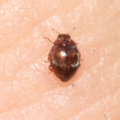 Rhyzobius discolor (A lady beetle) at Hackett, ACT - 30 Oct 2018 by silverseastarsong