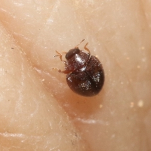 Rhyzobius discolor at Hackett, ACT - 30 Oct 2018 12:00 AM