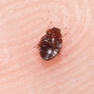 Rhyzobius discolor at Hackett, ACT - 30 Oct 2018 12:00 AM