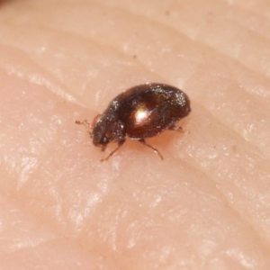 Rhyzobius discolor at Hackett, ACT - 30 Oct 2018 12:00 AM