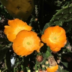 Opuntia elata (A Prickly Pear) at Mount Ainslie - 16 Dec 2018 by RWPurdie