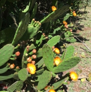 Opuntia elata at Campbell, ACT - 17 Dec 2018 12:00 AM