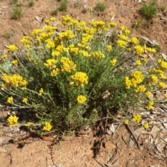 Chrysocephalum semipapposum (Clustered Everlasting) at Ainslie, ACT - 16 Dec 2018 by RWPurdie