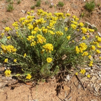 Chrysocephalum semipapposum (Clustered Everlasting) at Ainslie, ACT - 17 Dec 2018 by RWPurdie