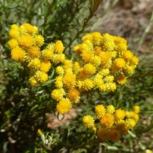 Chrysocephalum semipapposum at Ainslie, ACT - 17 Dec 2018 12:00 AM