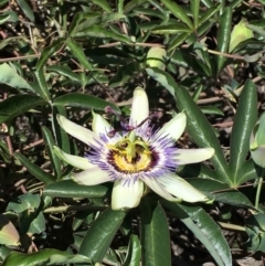 Passiflora caerulea (Blue Passionflower) at Ainslie, ACT - 17 Dec 2018 by RWPurdie