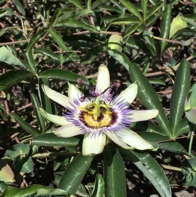 Passiflora caerulea (Blue Passionflower) at Ainslie, ACT - 16 Dec 2018 by RWPurdie