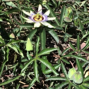 Passiflora caerulea at Ainslie, ACT - 17 Dec 2018 12:00 AM