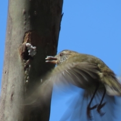 Acanthiza lineata (Striated Thornbill) at Cotter River, ACT - 4 Dec 2018 by KumikoCallaway