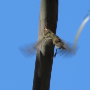 Acanthiza lineata at Cotter River, ACT - 4 Dec 2018 11:27 AM