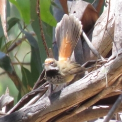 Rhipidura rufifrons (Rufous Fantail) at Cotter River, ACT - 4 Dec 2018 by KumikoCallaway