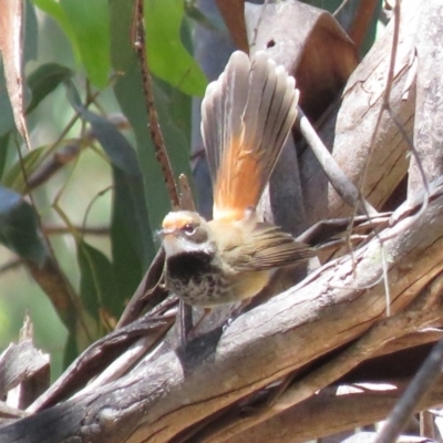 Rhipidura rufifrons (Rufous Fantail) at Cotter River, ACT - 4 Dec 2018 by KumikoCallaway