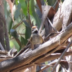 Rhipidura rufifrons at Cotter River, ACT - 4 Dec 2018 11:26 AM