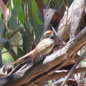 Rhipidura rufifrons at Cotter River, ACT - 4 Dec 2018 11:26 AM