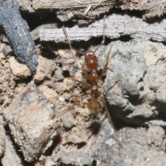 Aphaenogaster longiceps (Funnel ant) at Acton, ACT - 29 Oct 2018 by silverseastarsong