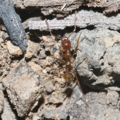 Aphaenogaster longiceps (Funnel ant) at Acton, ACT - 28 Oct 2018 by silversea_starsong