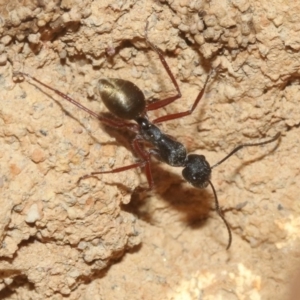 Camponotus suffusus at Hackett, ACT - 30 Oct 2018