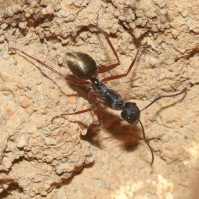 Camponotus suffusus (Golden-tailed sugar ant) at Black Mountain - 29 Oct 2018 by silversea_starsong