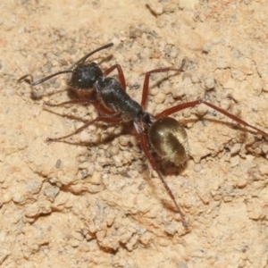 Camponotus suffusus at Hackett, ACT - 30 Oct 2018