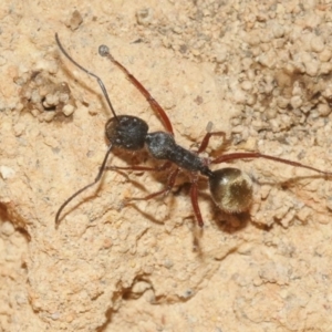 Camponotus suffusus at Hackett, ACT - 30 Oct 2018