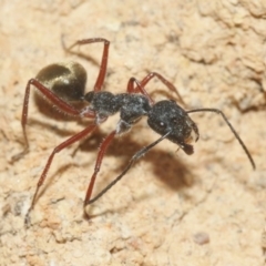 Camponotus suffusus at Hackett, ACT - 30 Oct 2018