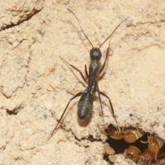 Camponotus sp. (genus) (A sugar ant) at Hackett, ACT - 30 Oct 2018 by silverseastarsong